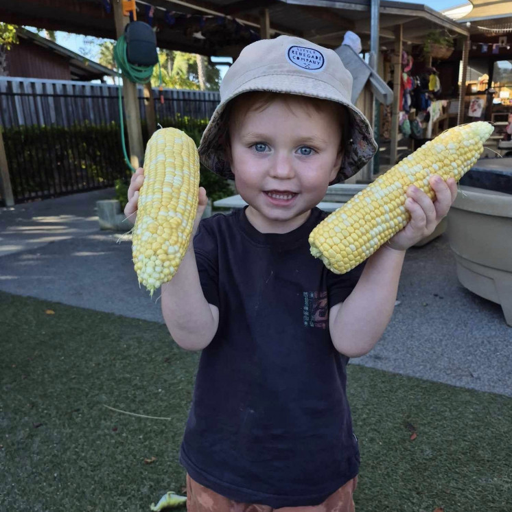 Harvesting corn from our centre garden at Busy Bees Gladstone Road