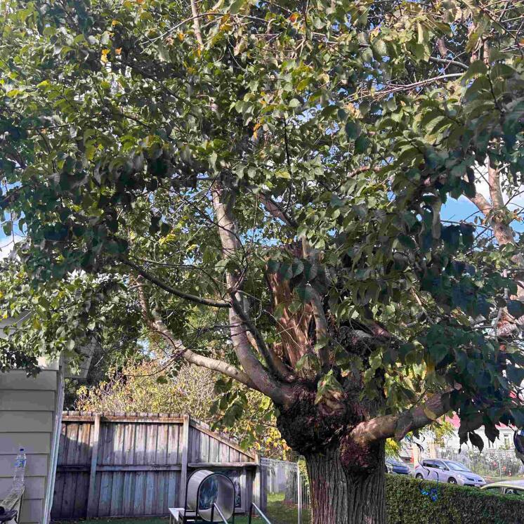 Natural outdoor spaces at Busy Bees Onehunga 